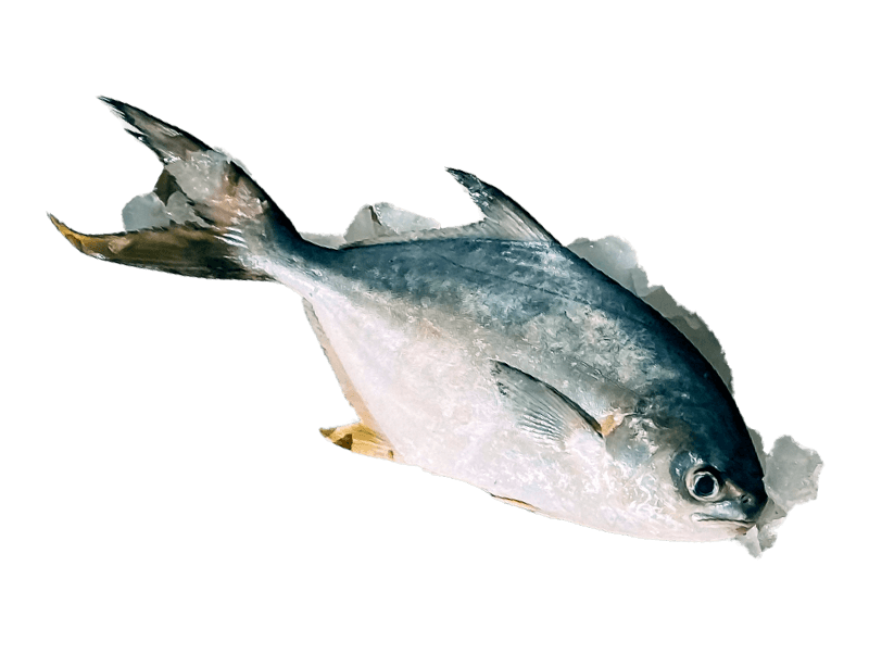 Illustration of fish/seafood